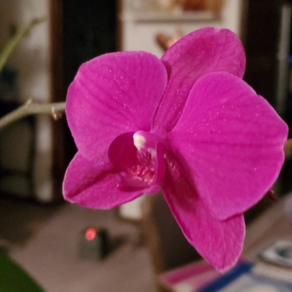 Meet your Posher, Abigail. - Picture 2 of 2